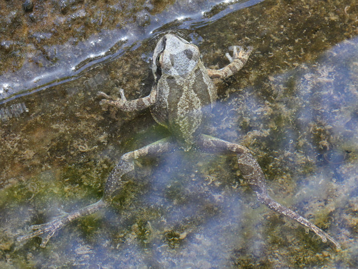 Sierran Treefrog
